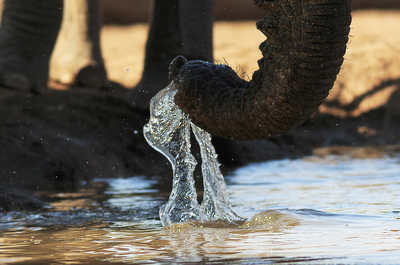 Elephant drinking at the hide