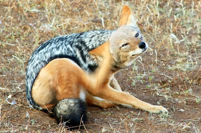 Black Backed Jackal