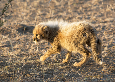 Baby Cheetah - first sighting