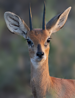 Steenbok