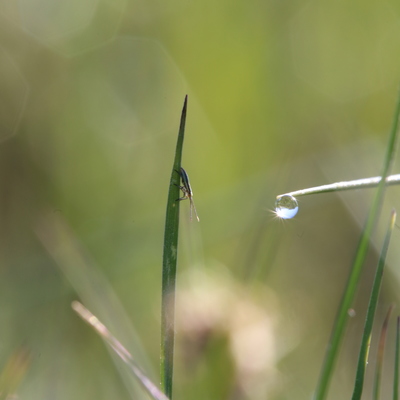 Tautropfen im Gras