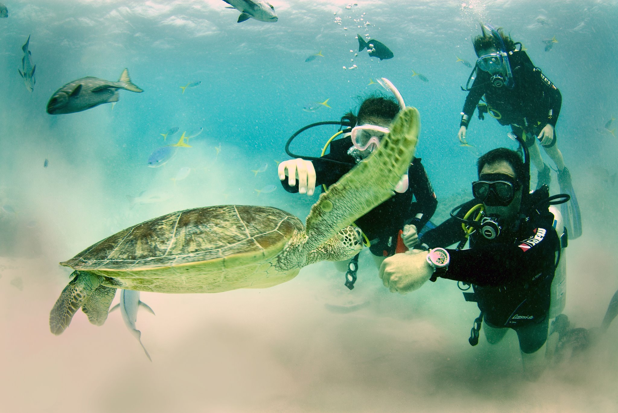 Mike Horn's Pangaea Project turtle