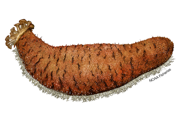 Image for Sea Cucumber
