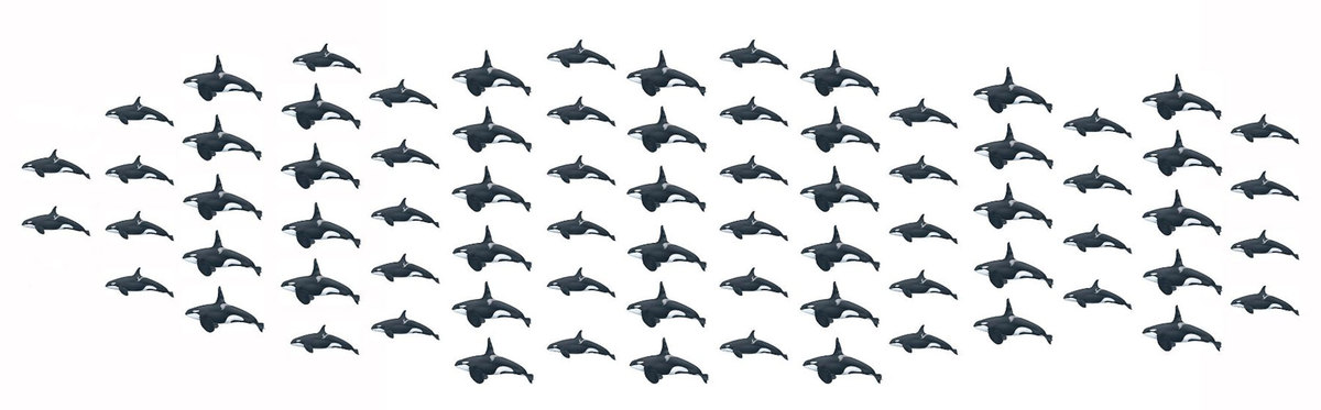 Total number of killer whales as of December 2020