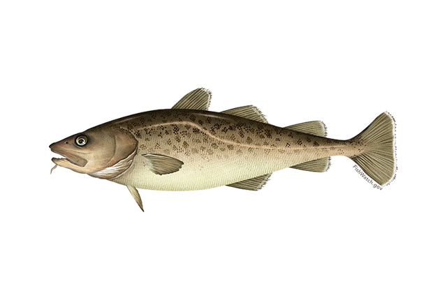 Image for Atlantic or Pacific Cod