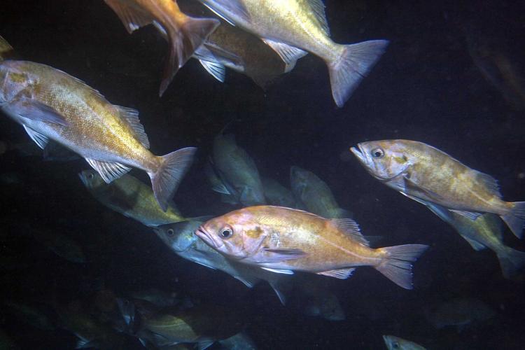 school-of-widow-rockfish-SWFSC-FED.jpg