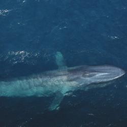 blue-whale-11.jpg blue-whale-11.jpg