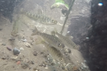 Juvenile Sacramento River winter-run chinook salmon