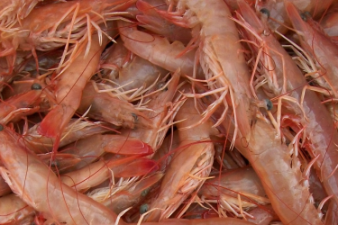 Galv_Brown_Shrimp_1280x800.png