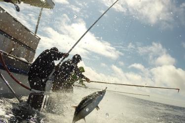 Handline Fishing Albacore Tuna_SWFSC.jpg