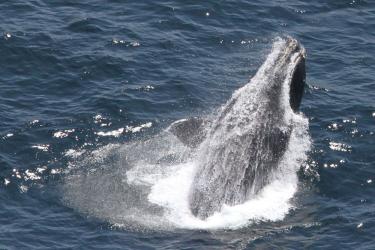 right-whale-breaching.jpg