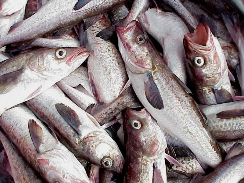 Photo of Alaska pollock catch.