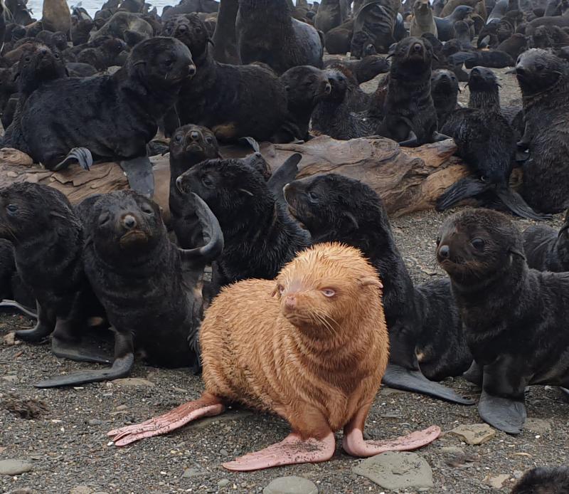 Photo of an albino fur seal pup on a beach with other fur seal pups and adults.