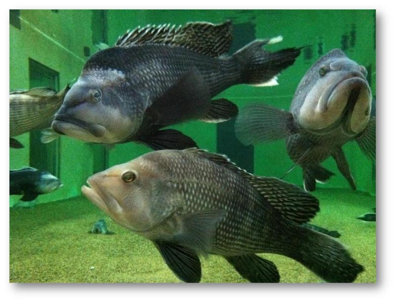 2019 Specifications for Summer Flounder, Scup, and Black Sea Bass