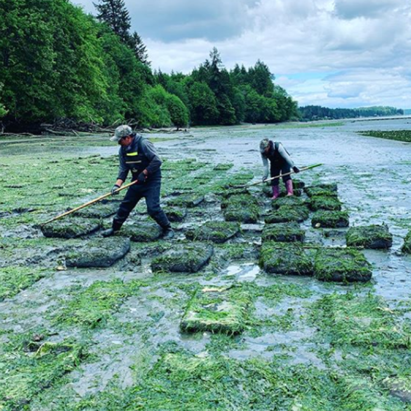 Two employees use rakes to clean algae off of oyster bags.