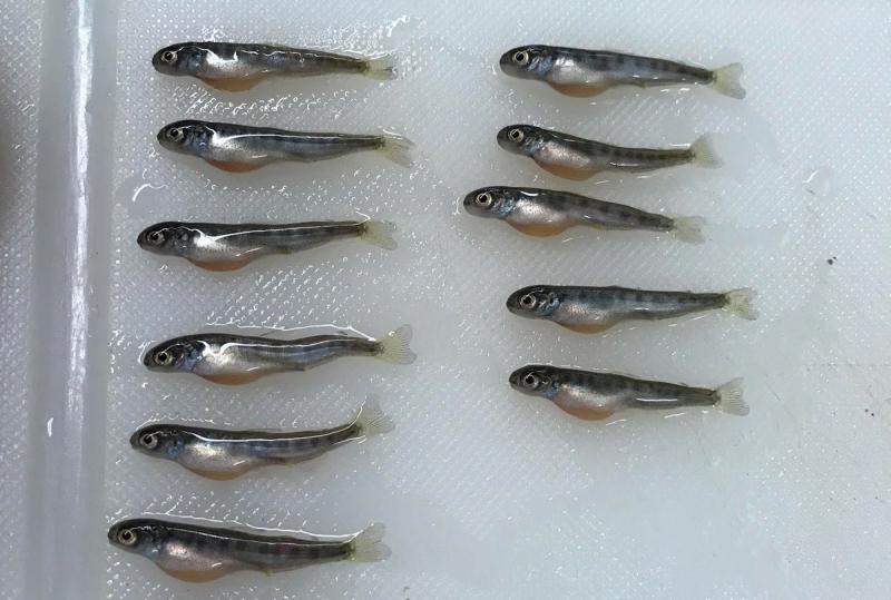 Chinook Fry