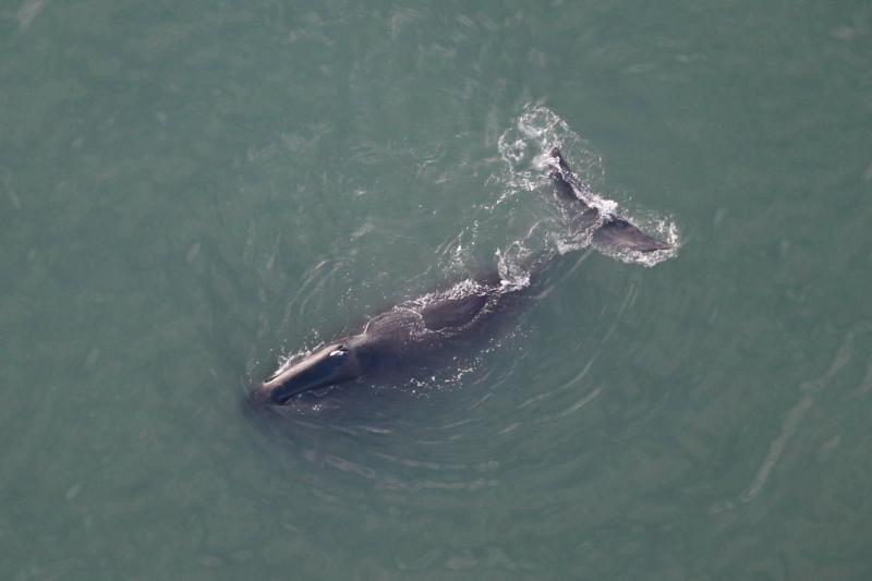 Photo of a bowhead whale in the Beaufort Sea.