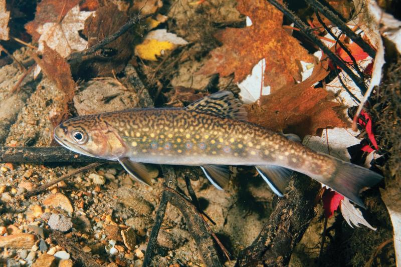 Brook Trout