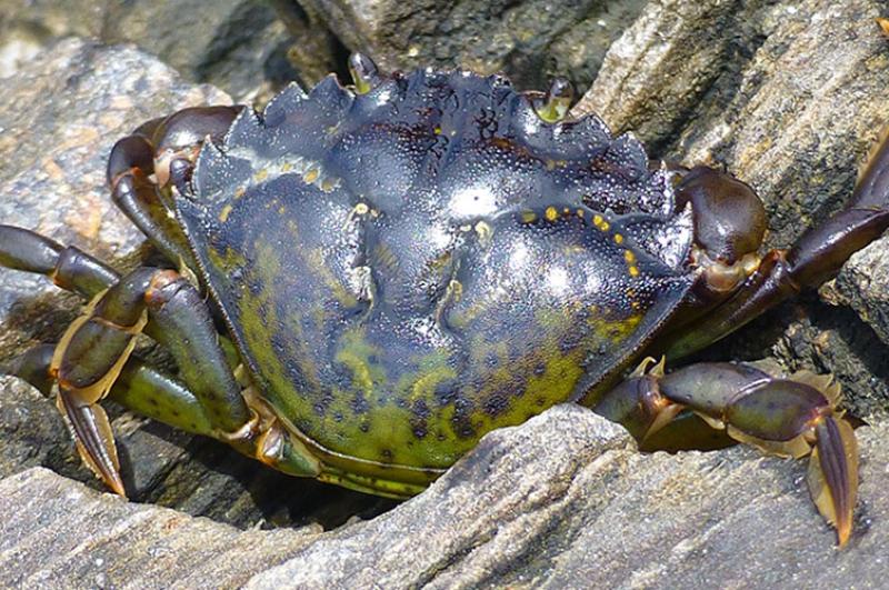 European green crab