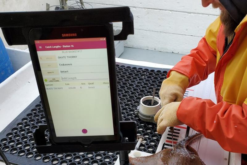 On deck, man tagging a thorny skate while digital board takes measurements displayed on a computer tablet