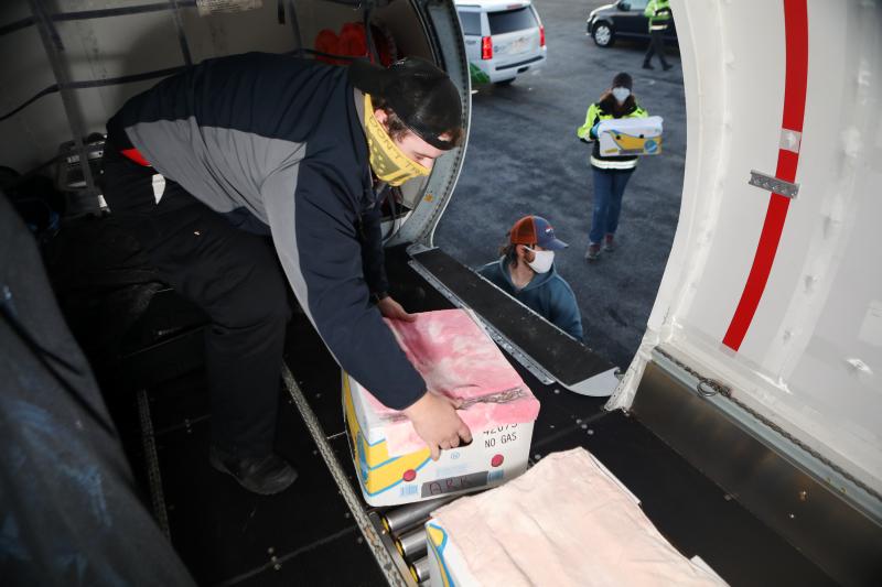 Endangered sea turtles being loaded on plane