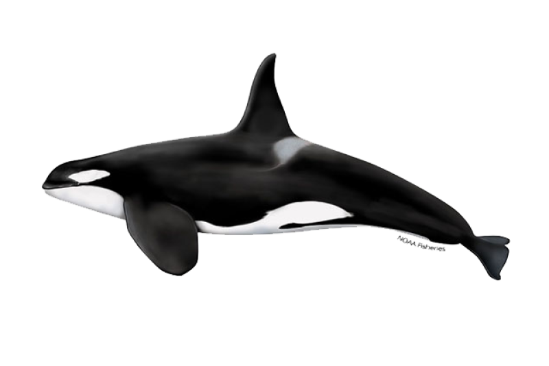 640x427-killer-whale.png