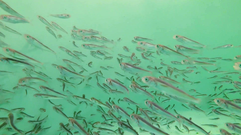 aquaculture sablefish nwfsc.png