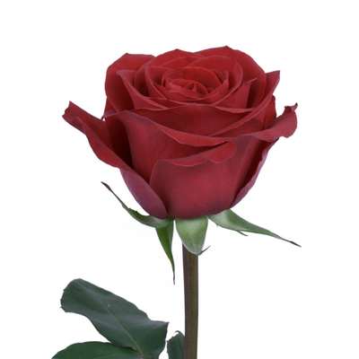 BLACK ROSE ビラ RP Black Pearl Standard Rose