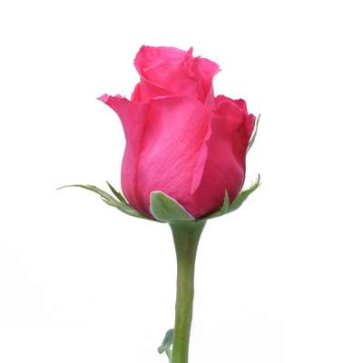 Classic Cezanne Standard Rose