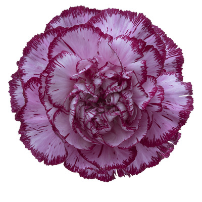 Bacarat Purple Carnation