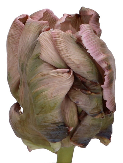Sugar Candy Tulip