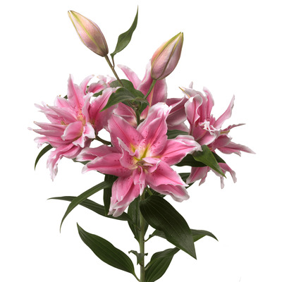 Lilly.rose様 Longfield Gardens Lily Collections, 40-count | Costco