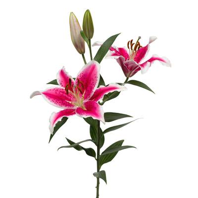 Santander Oriental Lily