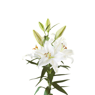 Santander Oriental Lily