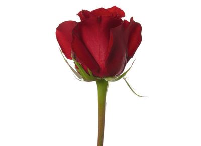 ♡Rose rose♡ Forever Yours Single Rose in Stamford CT - Stamford Florist