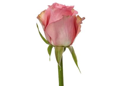 Classic Cezanne Standard Rose