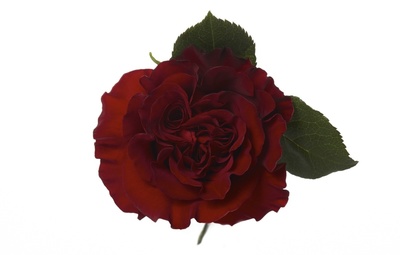BLACK ROSE ビラ RP Black Pearl Standard Rose
