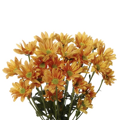 Orange Reagan Daisy Chrysanthemum Spray