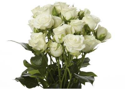 Equiflor Rio Roses Baby Rio Snowflake Spray Rose