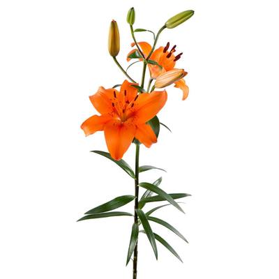 Tresor LA Hybrid Lily