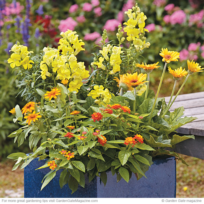 Longlasting container plants Garden Gate