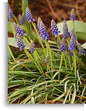 Dividing grape hyacinths