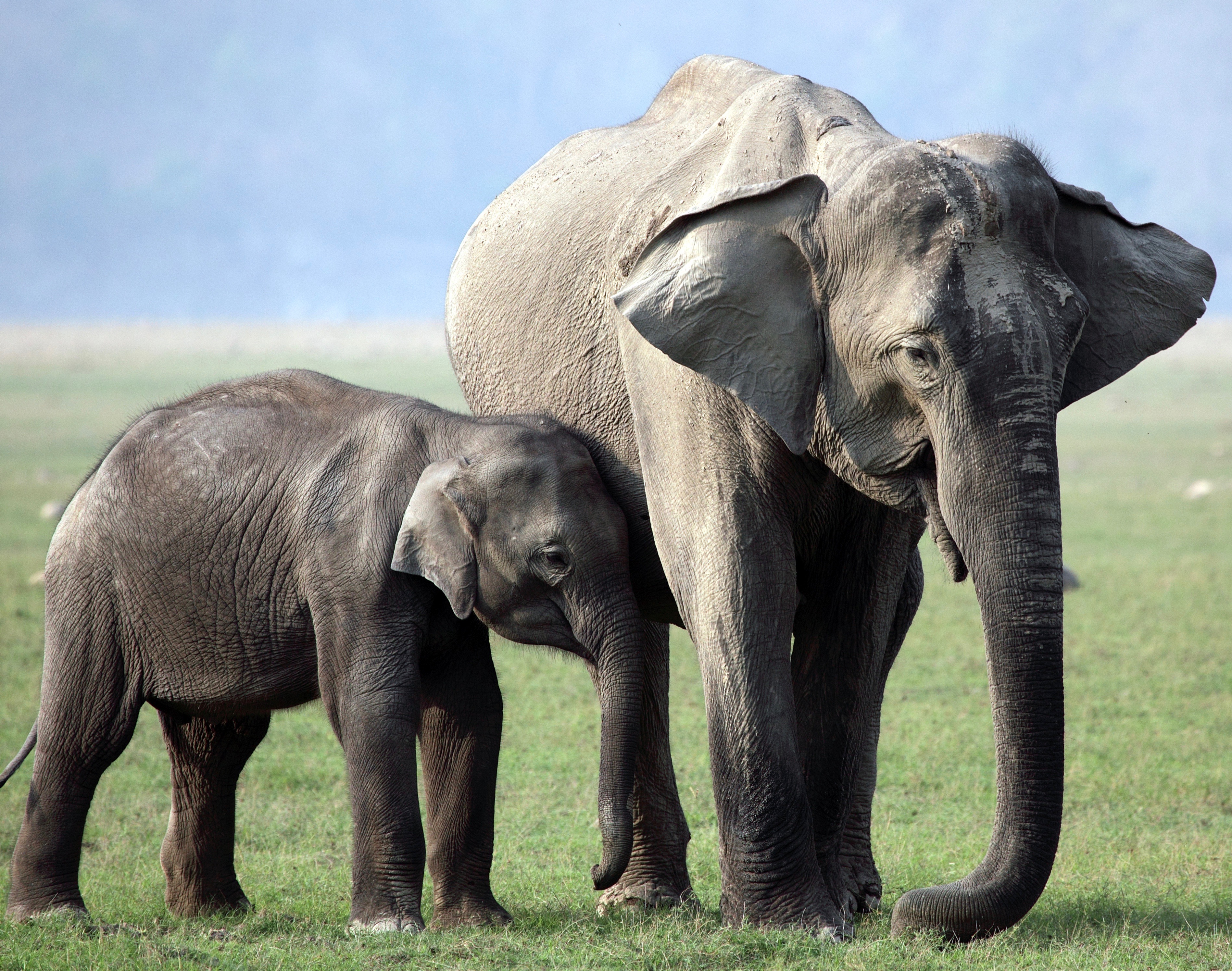 LIVE: Elephant Sanctuary's Montgomery Talks… | Go Local Prov