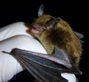 RIDOH Warns Bat From Beavertail Tests Positive for Rabies