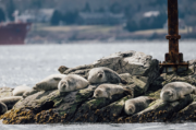 755 Seals in RI Waters, According to Save the Bay Annual Count