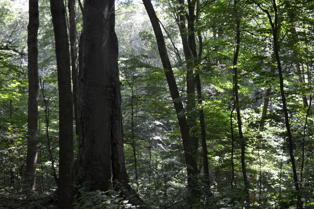 Indiana Daily Student: Scarlet Oak Woods | IDS Happenings Calendar |  Bloomington, IN | Indiana University