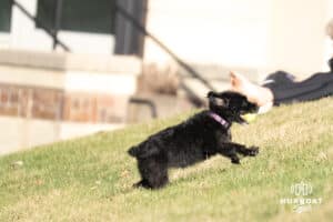 Creighton Bluejay fans dog runs around during a college softball game against UCONN on March 28th, 2025 in Omaha, Nebraska. Photo by Brandon Tiedemann.
