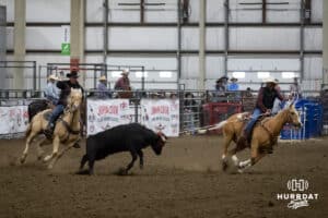 Taylor Cook turning the steer for the healer to rope the rear legs during the John Cook Roping Classic on Sunday, April 13, 2025 in Lincoln, Nebraska. Photo by John S. Peterson.