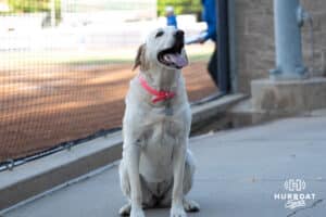Lassie the foul ball dog smiles during a softball game against Seton Hall Friday, May 2nd 2025 in Omaha, Nebraska. Photo by Brandon Tiedemann.