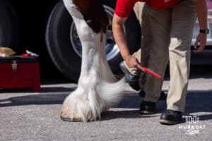 Budweiser employees get a clydesdale ready for the parade around East Stadium before Nebraska takes on Michigan State during a college football game on Saturday, October 4, 2025, in Lincoln, Nebraska. Photo by John S. Peterson.